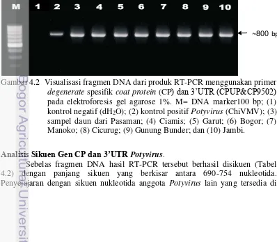 Gambar 4.2  Visualisasi fragmen DNA dari produk RT-PCR menggunakan primer 