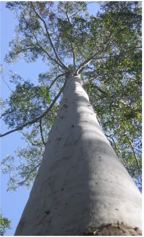 Gambar 1. Pohon ekaliptus (: Eucalyptus grandis) 