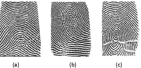 Gambar 2.12.  Klasifikasi pada sidik jari (a) Arch,(b) Loop dan (c) Whorl [28] 