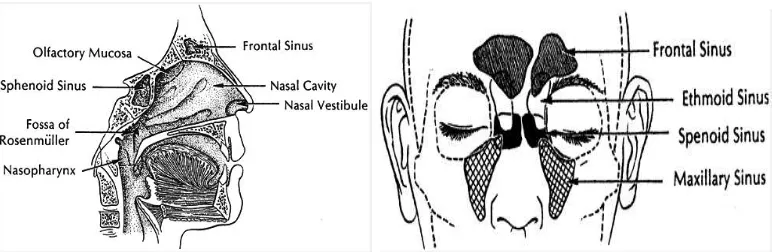 Gambar 2.1 Rongga hidung dan sinus paranasal pada  potongan sagital, dan  sinus paranasal diproyeksikan pada wajah.1 