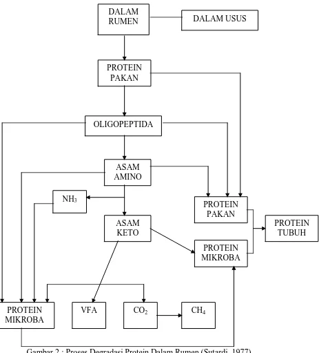 Gambar 2 : Proses Degradasi Protein Dalam Rumen (Sutardi, 1977) 