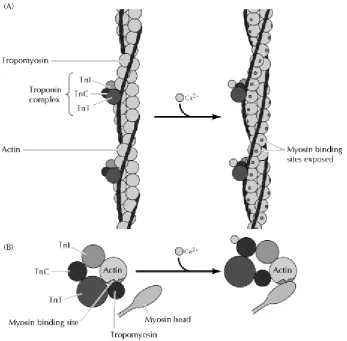 Gambar 2.2. Gambar kompleks troponin, tropomiosin, aktin dan miosin  