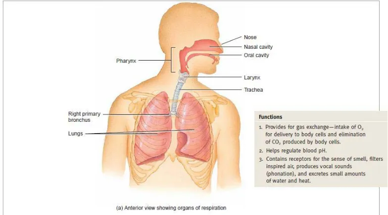 Gambar 2.7. Anatomi Sistem Pernapasan (Tortora & Derrickson, 2009) 