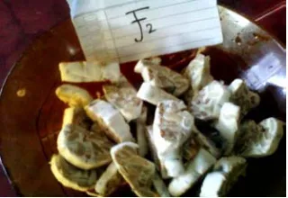 Gambar 30. Umbi Kecipir 