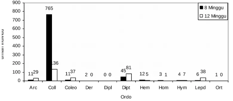 Gambar 1. Grafik jumlah individu arthropoda pada tanaman kubis umur 8 dan 12 minggudi Alahan panjang