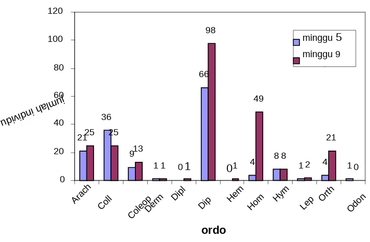 Gambar 2. Grafik jumlah individu arthropoda pada tanaman kubis umur   8 dan 12 