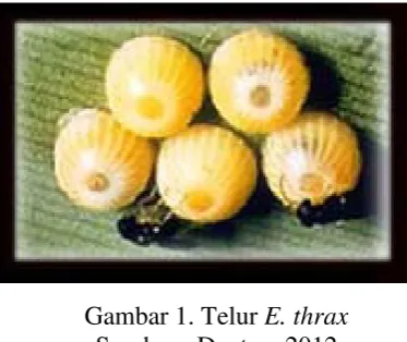 Gambar 2. Larva E. thrax 