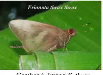 Gambar 3. Pupa E. thrax 