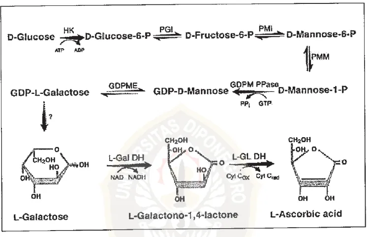 Gambar 2 : Skema pembentukan asam askorbat 
