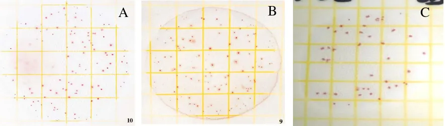 Gambar 2. Koloni Kultur Murni Bakteri E. Coli pada PACP (A= E. Coli, B= S. Aureus,dan C= Salmonella 