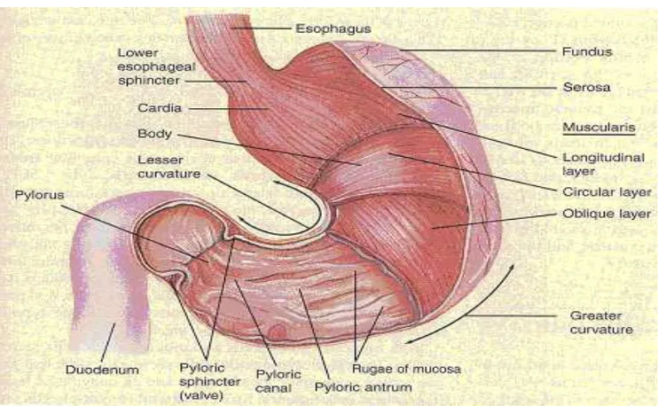 Gambar 2.2.  Anatomi eksternal dan interna lambung mamalia 