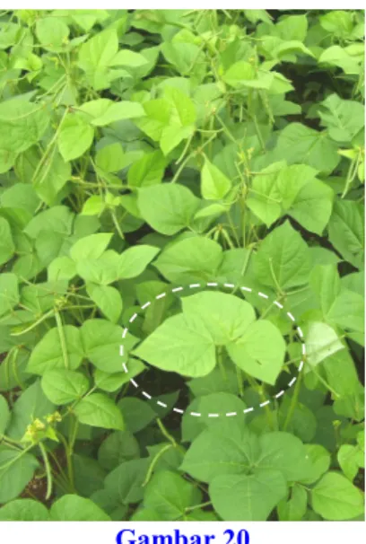 Gambar 20 Daun trifoliat