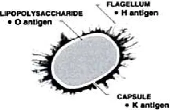 Gambar 2.2. Hasil IMViC pada E. coli (Winn, 2006) 