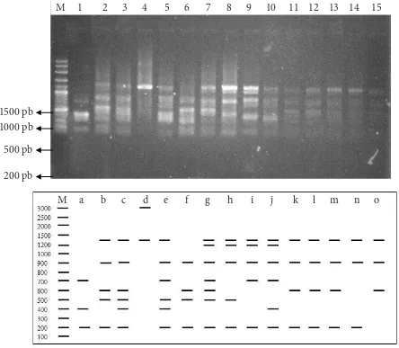 Gambar 1  Amplikon gen 16S-rRNA 15 isolat Xanthomonas orizaebp); a, 1kr; b, 2kr; c, 3ind; d, 4mgl; e, 5mgl; f, 6klt; g, 8myd; h, 10sbg; i, 23d; j, 28d; k, 29d; l,  pv