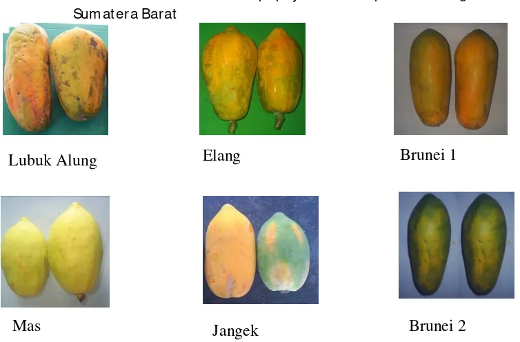 Gambar 1. Karakter buah enam aksesi pepaya dari kabupaten Padang Pariaman 