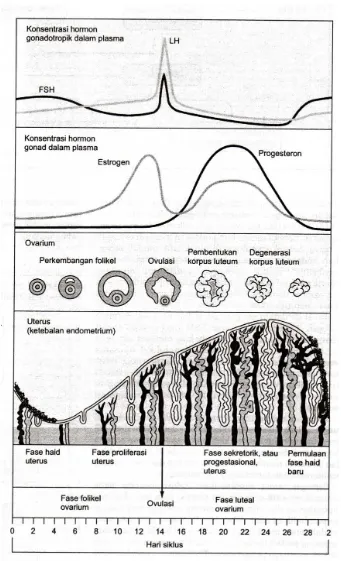 Gambar 2.1 : Hubungan antara kadar hormon dan perubahan siklus ovarium dan uterus (Sherwood, 2001) 