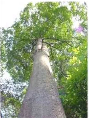 Gambar 1. Pohon pulai ( Alstonia scholaris) 