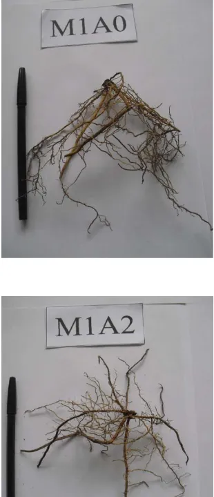 Gambar 10. Foto akar bibit aren pada saat akhir penelitian 