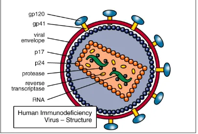 Gambar 1. Struktur Human Immunodeficiency Virus15 