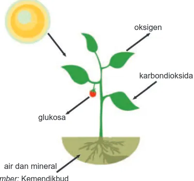 Gambar 3.16 . Proses Fotosintesis pada tumbuhan