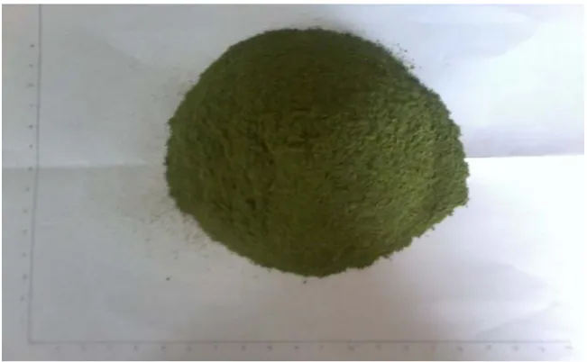 Gambar simplisia daun katuk 