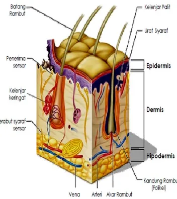 Gambar 2.1 Struktur kulit (Tortora, 1986) 