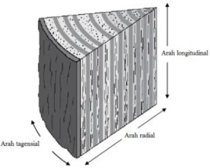 Gambar 2.9Arah longitudinal, radial, dan tangensial pada pohon kayu, 