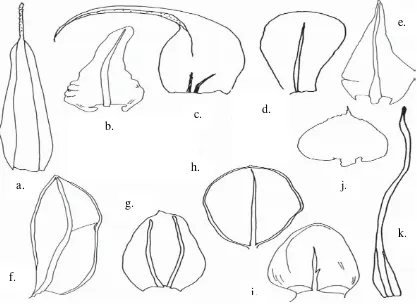 Gambar 1. Bentuk daun Musci. (a) Oblong-lanceolate dengan costa yang sangat  lebar. (b)