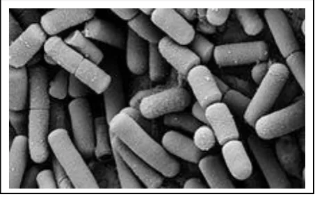 Gambar 1. Bacillus cereus 