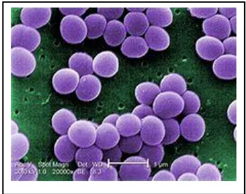Gambar  2. Bakteri Staphylococcus aureus 