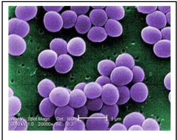 Gambar  2. Bakteri Staphylococcus aureus 