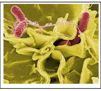 Gambar 4. Bakteri Salmonella 