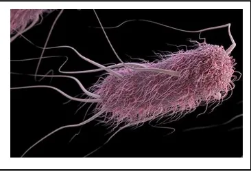 Gambar 5. Clostridium perfingens 