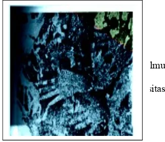 Gambar I.Lukisan cap telapak tangan di gua leang-leang Kabupaten Maros 