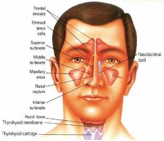 Gambar 2.1. Anatomi hidung dan sinus (Hilger, 1997) 