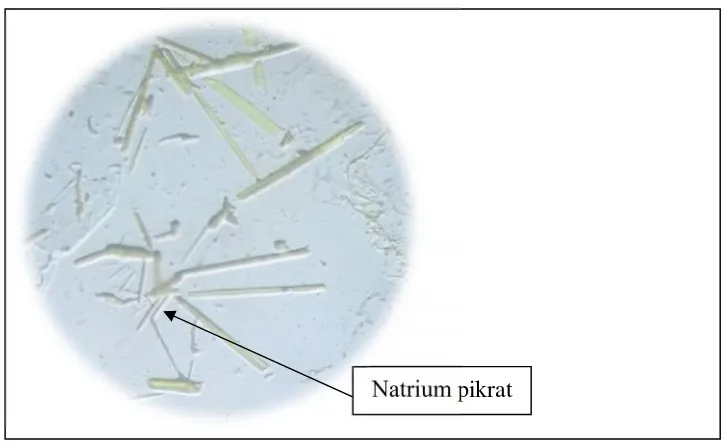 Gambar 3. 3. Gambar Kristal Kalium pikrat (Perbesaran 10xn 10x10)