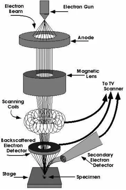 Gambar 2.3 Diagram Scanning Electron Microscope