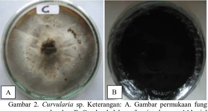 Gambar 3. Aspergillus sp. Keterangan: A. Gambar permukaan fungi sedangkan B. Gambar belakang fungi pada umur 14 hari di media PDA