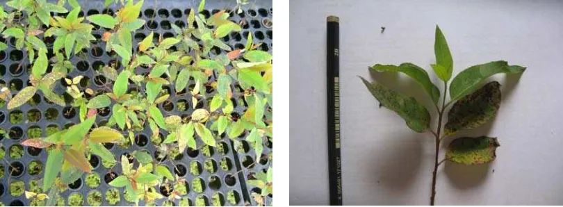 Gambar 3. Gejala hawar daun I dan II yang menyerang  daun bibit Eucalyptus sp. di TPL 