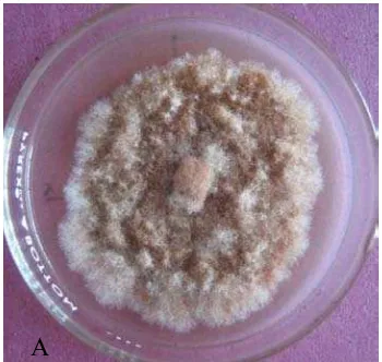 Gambar 5. Karakteristik Cylindrocladium sp., A. Koloni fungi umur 14 hari pada                       media PDA; B