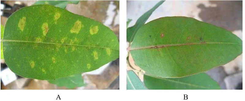Gambar 6. Gejala penyakit hawar daun I pada daun bibit tanaman urophylla (A) dan E. grandis x E