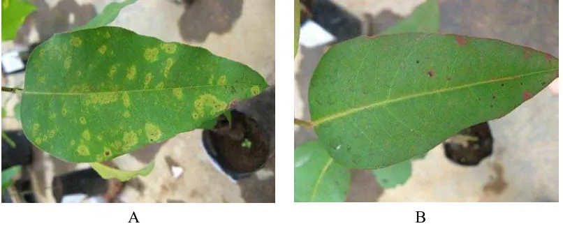 Gambar 7. Gejala penyakit hawar daun II pada daun bibit tanaman urophylla (A) dan E. grandis x E