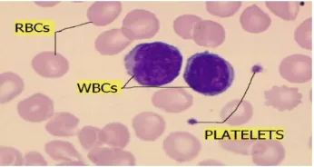 Fig. 2. Healthy thin blood ﬁlm image with RBCs, WBCs and Platelets [9]. (Color ﬁgure online)