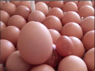 Gambar  34. Telur jumbo 