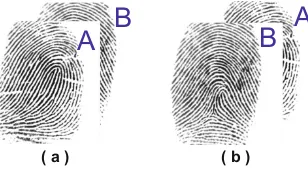 Fig. 3. Variational ﬁngerprint images for one ﬁngerprint impression. From left to right:(a) the original ﬁngerprint impression, (b) incomplete ﬁngerprint image with randommissing blocks, (c) and (d) partial ﬁngerprint images sized45 of original ﬁngerprintimage and (e) and (f) partial ﬁngerprint images sized 35 of original ﬁngerprint image.(c) and (d) and (e) and (f) diﬀer slightly in the ranges of regions.