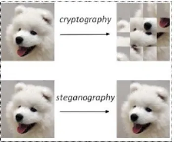Gambar 2.5 Perbandingan Steganography dan Cryptography