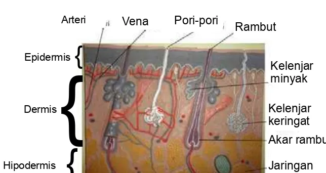 Gambar 8.6 Anatomi kulit 