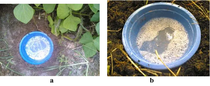 Gambar 2. a. Perangkap lubang pada areal dengan tanaman penutup tanah (mucuna) dan b Tanpa penutup tanah (sumber: foto langsung) 