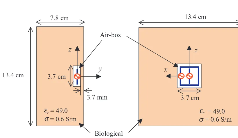 FIGURE 3.7: Wire antennas implanted in a simpliﬁed biological tissue model