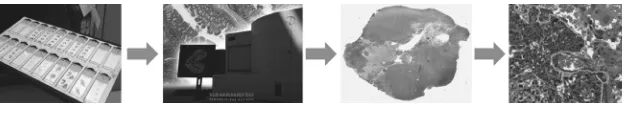 Figure 1.1: Derived spatial data in pathology image analysis.